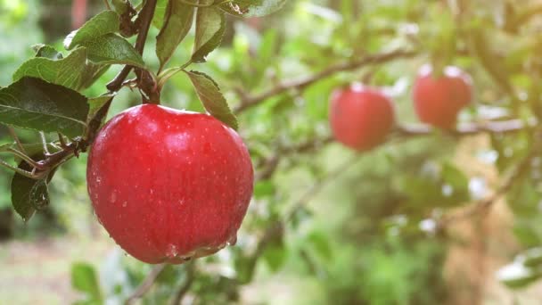 Manzanas rojas orgánicas después de la lluvia de verano — Vídeo de stock