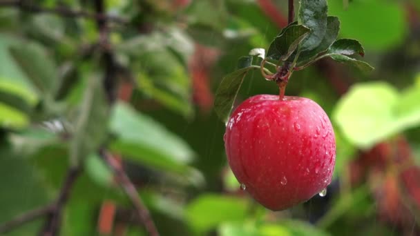 Pomme rouge biologique sous la pluie — Video