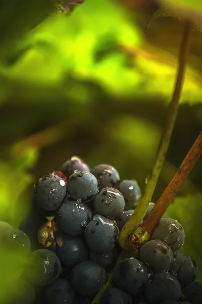 Wijndruiven in wijngaard na regen — Stockfoto