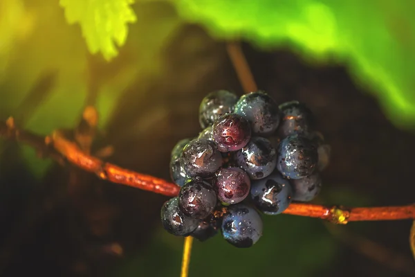 Wino z winogron w winnicy po deszczu — Zdjęcie stockowe