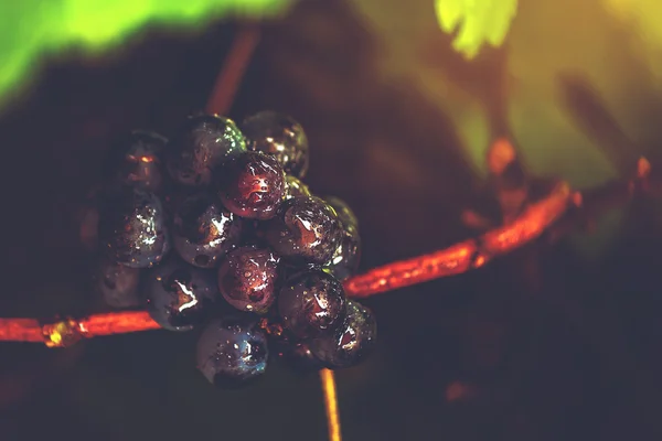 Uvas de vinho em vinha depois da chuva — Fotografia de Stock