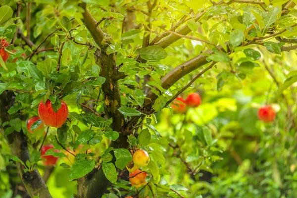 Manzana roja en rama en huerto —  Fotos de Stock