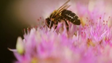Çiçekteki bal arısı