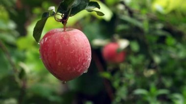 Yaz yağmuru sonra kırmızı elmalar