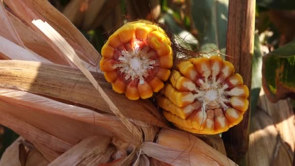 Урожай кукурузы — стоковое видео