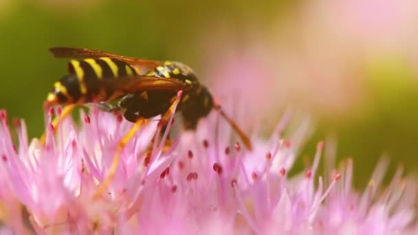 Пчела на цветке — стоковое видео