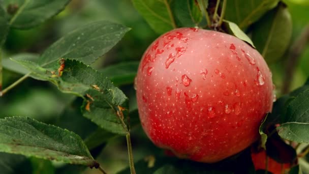 Rode appels na zomerregen — Stockvideo