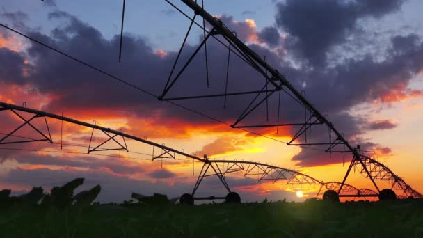 Automated irrigation system on agricultural field — Stock Video