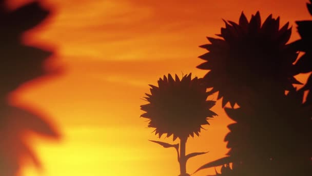 Sunflower heads in sunset — Stock Video