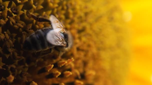 Honingbij op zonnebloem — Stockvideo