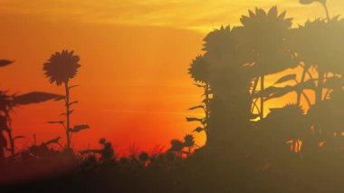 Ayçiçeği tarlasında çiftçi