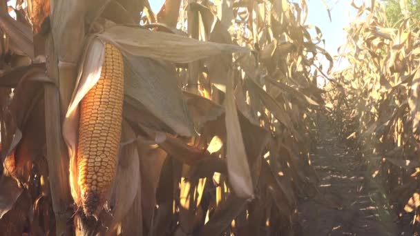 Кукурудзяне вухо на стеблі — стокове відео