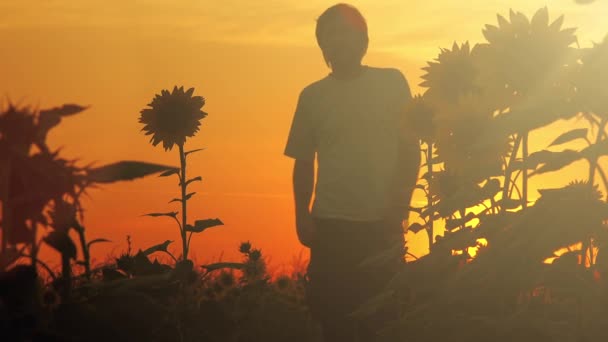 Agricultores planean cosecha de girasol — Vídeos de Stock