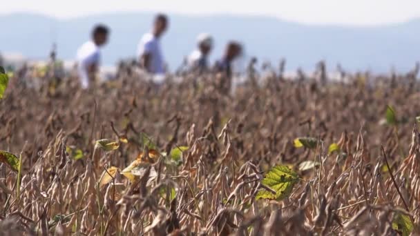 Farmers at soybean field — Stock Video