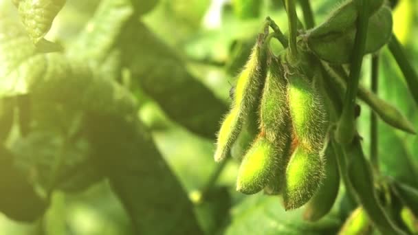 Green soybean field — Stock Video