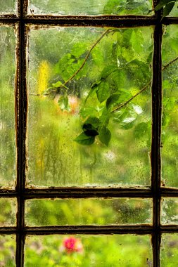 Yağmurlu penceresinde yeşil yaprakları
