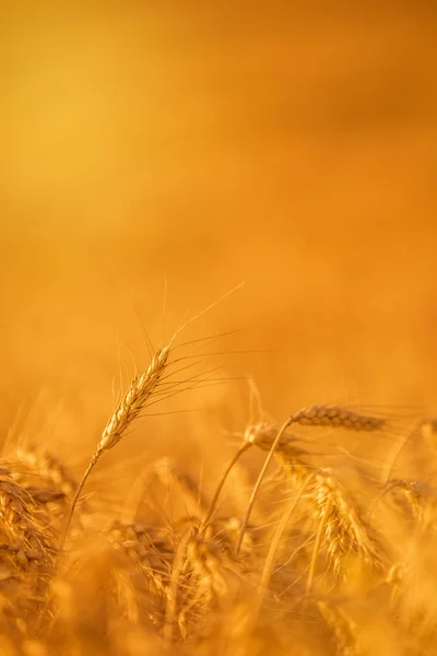 Weizenpflanzen im landwirtschaftlichen Feld — Stockfoto