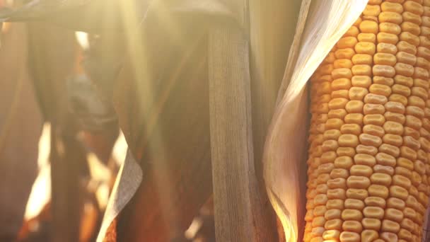 Corn ear on husk — Stock Video