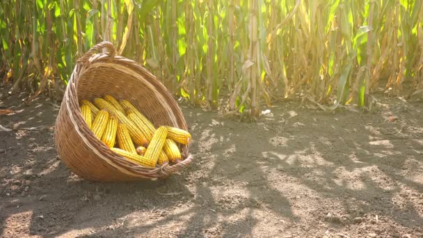 Mazorcas de maíz cosechadas en canasta de mimbre — Vídeos de Stock