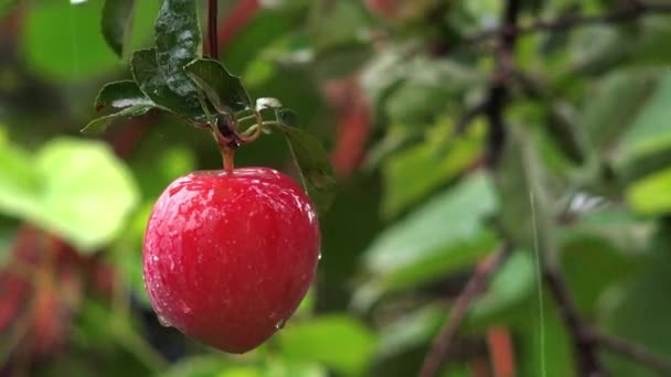 Färska röda äpplen, ekologisk fruktodling i regn — Stockvideo