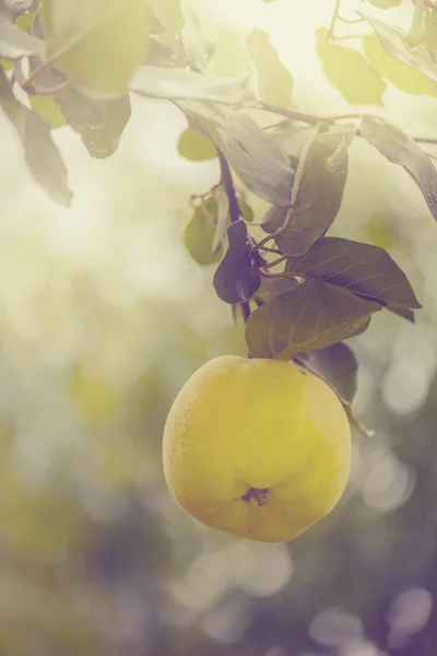 Quince en la rama en el huerto de frutas —  Fotos de Stock