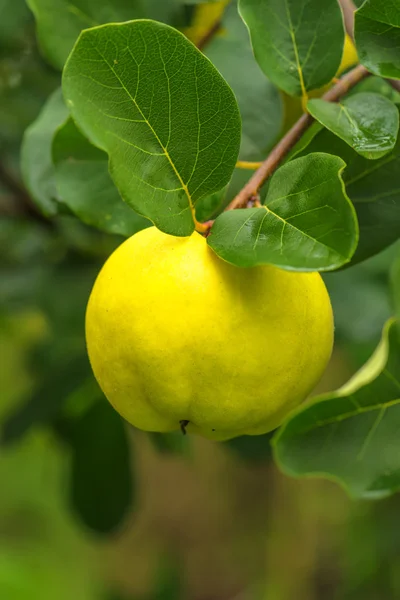 Quince on the branch in fruit orchard — Stock Photo, Image