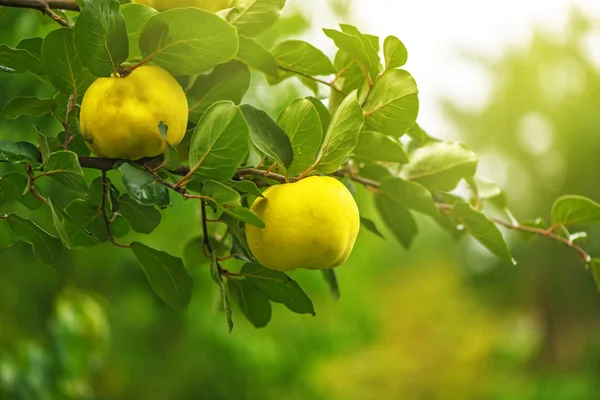 Quince on the branch in fruit orchard — Stock Photo, Image