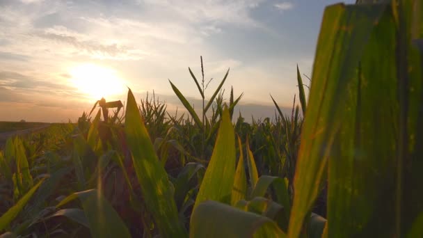 Východ slunce na kultivované kukuřičné pole