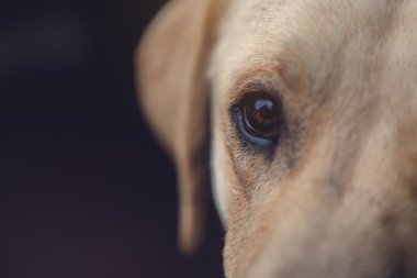Labrador retriever köpek gözü kapat
