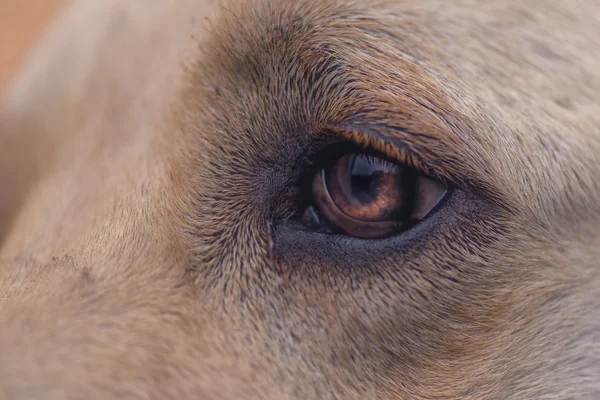 Close up de labrador retriever olho de cão — Fotografia de Stock