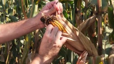 Çiftçi mısır toplama el cob SAP üzerinden