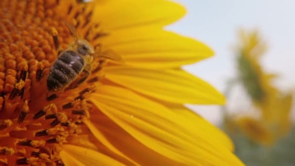 Honey bee pollinating sunflower — Stock Video