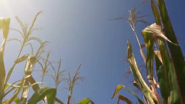 In corn field — Stock Video