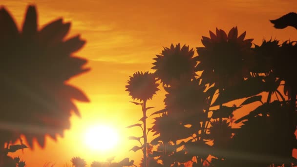 Girassóis ao pôr do sol, silhueta de campo cultivada contra o pôr do sol — Vídeo de Stock