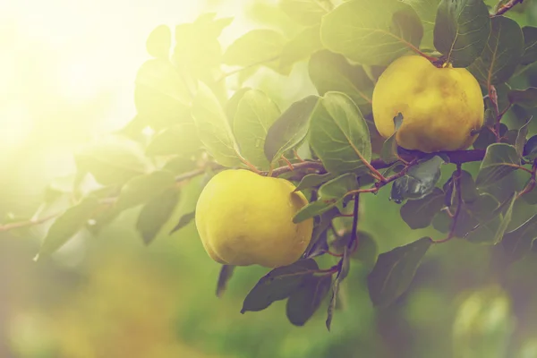 Quince en la rama en el huerto de frutas —  Fotos de Stock