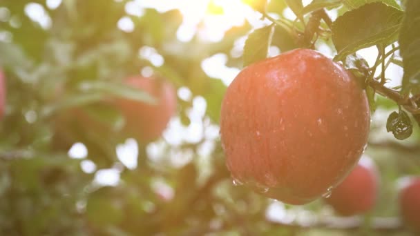 Ручной сбор яблока с ветки — стоковое видео
