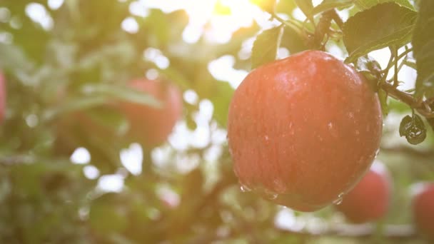 Recoger la manzana de la rama — Vídeos de Stock