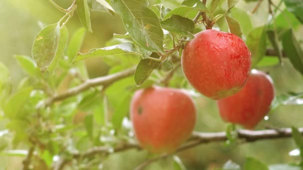 Сонячне сяйво в органічному яблучному саду — стокове відео
