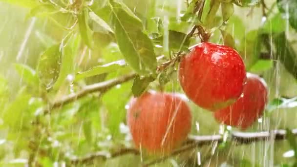 Paradas de chuva em pomar de maçã orgânica — Vídeo de Stock