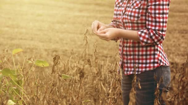 Agricultora no campo de soja — Vídeo de Stock