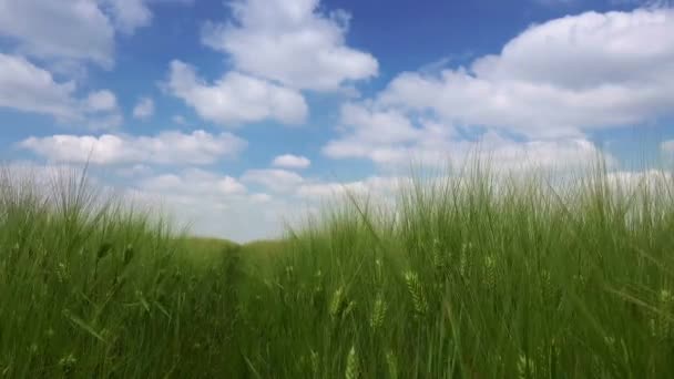 Idylické zelené pšeničné pole krajina s mraky — Stock video