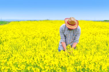 Farmer Standing in Oilseed Rapeseed Cultivated Agricultural Fiel clipart