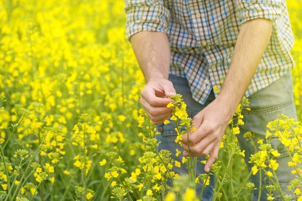 Farmer Standing in Oilseed Rapeseed Cultivated Agricultural Fiel — Stock Photo, Image