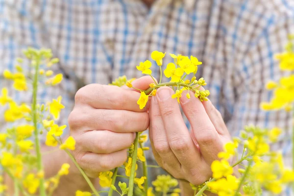 Agricultor em pé na semente oleaginosa colza cultivada Fiel Agrícola — Fotografia de Stock