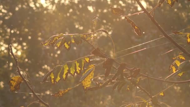 Walnut tree branches in autumn — Stock Video