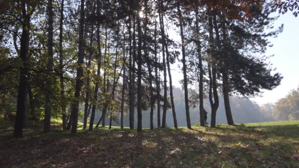 Homme jogging dans le parc en début de matinée d'automne — Video