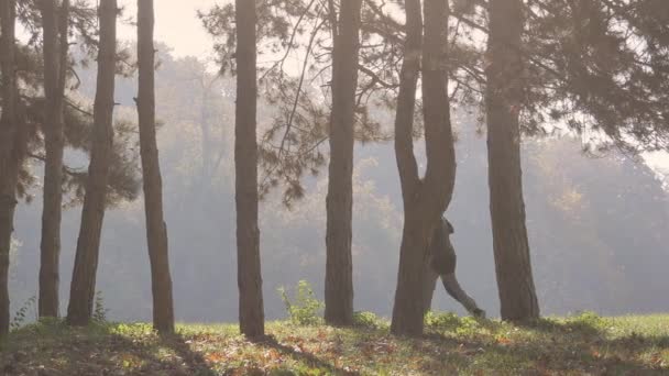 Uomo che fa jogging nel parco all'inizio dell'autunno mattina — Video Stock