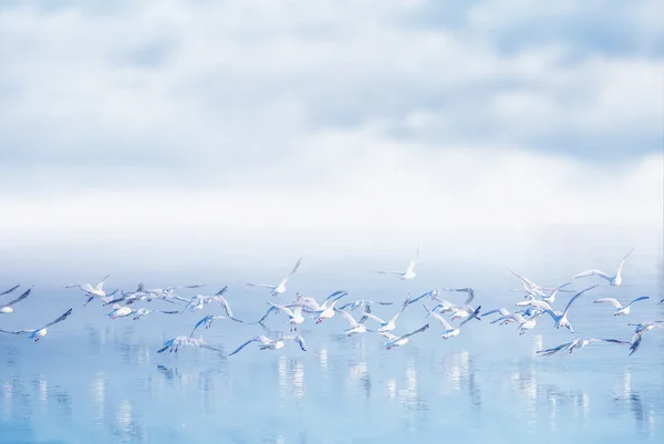 Möwenschwarm fliegt über See — Stockfoto