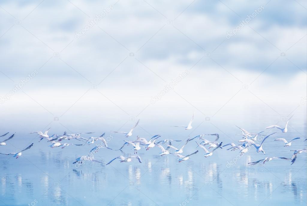 Flock of seagulls flying over lake