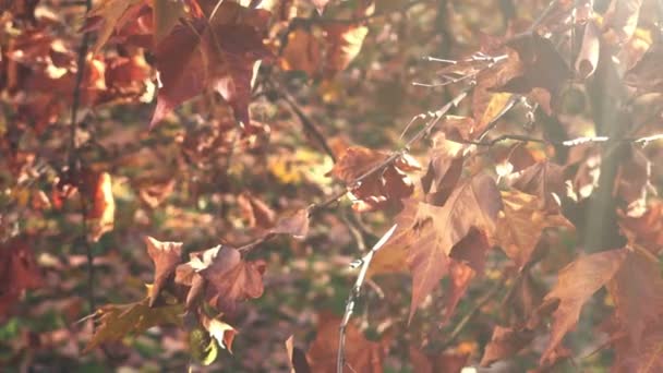 Hojas secas de arce acer en la tarde de otoño — Vídeo de stock